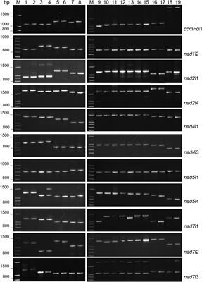 Plant mitochondrial introns as genetic markers - conservation and variation